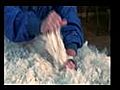 How to Shear an Alpaca - Snowmass Solutions | BahVideo.com