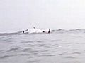 Shark Jumping | BahVideo.com