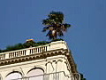 Royalty Free Stock Video HD Footage Zoom Out From Palm Tree on Top of an Apartment Building in Barcelona Spain | BahVideo.com