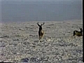 Mule Deer | BahVideo.com