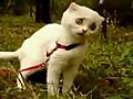 WTF kitty Le chat au regard dramatique | BahVideo.com