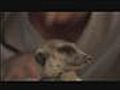Meerkat Manor Movie - Exclusive Behind the Scenes  | BahVideo.com