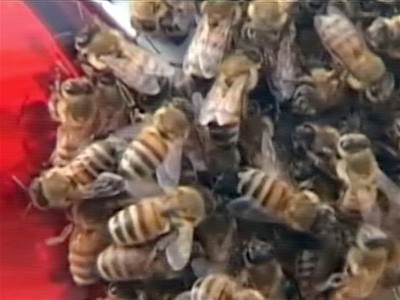 Bees swarm car in China | BahVideo.com