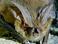 Latest Rabid bat CTV Montreal Derek Conlon on the rabies scare | BahVideo.com