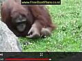 Orangutan saves baby chick from drowning at  | BahVideo.com
