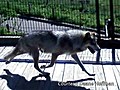 Tense scene unfolds as wolf escapes inside zoo | BahVideo.com