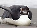 No free ride home for New Zealand penguin | BahVideo.com