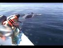 Vandaag op het forum van 123 video,  Natuurles, hoe een walvis te bevrijden. | BahVideo.com