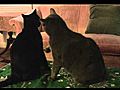 Cat Punks - Furball Fables | BahVideo.com