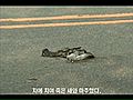  Road Kill  | BahVideo.com