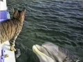 Cat and Dolphins playing together | BahVideo.com