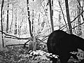 sow and boar at bait site | BahVideo.com