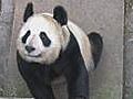 Giant Pandas coming to UK | BahVideo.com