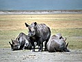 Nash rner in der Serengeti | BahVideo.com