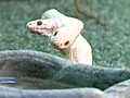 One of a Kind Two-Headed Albino Snake | BahVideo.com