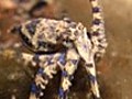 Blue Ring Octopus | BahVideo.com