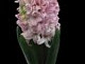 Time-lapse Of Growing Pink Hyacinth Christmas Flower 3 Isolated Black Stock Footage | BahVideo.com