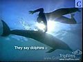 Miami Seaquarium Dolphins | BahVideo.com