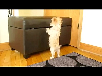 Cute Puppy Jumps For Joy | BahVideo.com