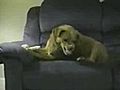 costozero com - cane impazzito si morde zampe  | BahVideo.com