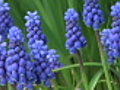 Grape hyacinth video  | BahVideo.com