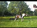 New horse Boy | BahVideo.com