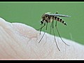 HD Mosquito Sucking Blood | BahVideo.com