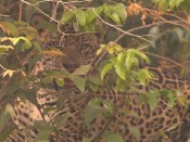 In Search of Jaguars | BahVideo.com