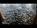 Fish Cool Video | BahVideo.com