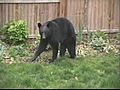 Black Bear Causes Ruckus In Virginia Beach | BahVideo.com
