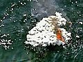 UNCUT Debris From Burned Boat Re-Ignites | BahVideo.com