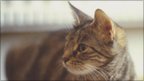 Watch amp 039 Cat-nav amp 039 to study pet behaviour | BahVideo.com