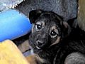 Vafa Animal Shelter - Visit us on  | BahVideo.com