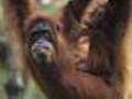 Bonobos VS Chimpanzees | BahVideo.com