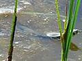 Wasserschlange im T mpel ob der M slalm | BahVideo.com