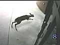 Video Shows Deer Hitting School s Front Door | BahVideo.com
