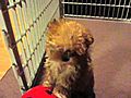 Gizmo adopted Shorkie by Alice amp Family--AKA Nikkie Shorkieworld com has the BEST Shorkies | BahVideo.com