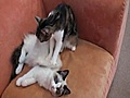 Gato masajeando a otro gato | BahVideo.com