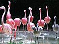 Flamingos Rushing Out Of Water Stock Footage | BahVideo.com