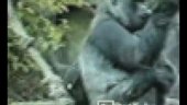 Tough Little Gorilla | BahVideo.com