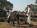 World s amp 039 biggest Animal Sacrifice amp 039 Held in Nepal | BahVideo.com