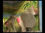 Baboon Punk Rocks Zoo | BahVideo.com