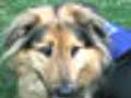 Dog Flu Vaccines | BahVideo.com