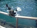 Sea Lion Faceplant | BahVideo.com
