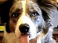 Dog Sticks Out Tongue on Command | BahVideo.com