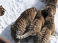 Endangered tigers hunt for entertainment | BahVideo.com