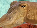Animals Cuttlefish | BahVideo.com