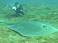 Unprotected Marine Life | BahVideo.com