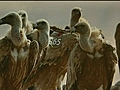  amp 039 Israeli amp 039 vulture  | BahVideo.com