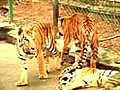 Only branded chicken for these big cats  | BahVideo.com